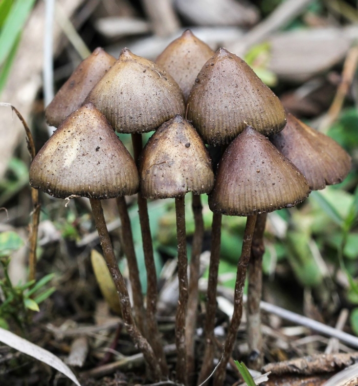 Псилоцибе семиланцеата