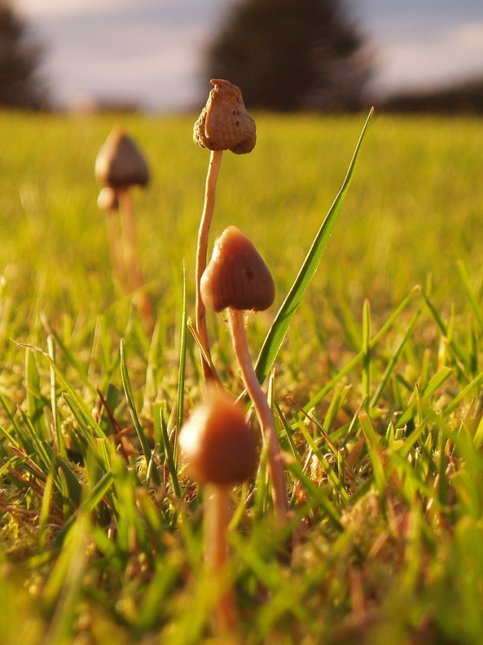 Psilocybe semilanceata