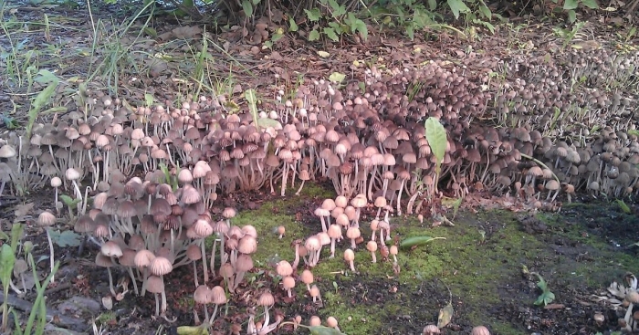 Псилоцибе полуланцетовидная гриб