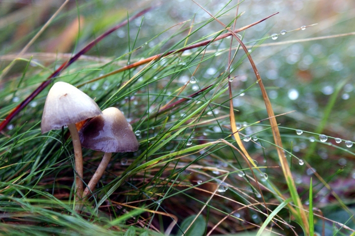 Гриб псилоцибе полуланцетовидная