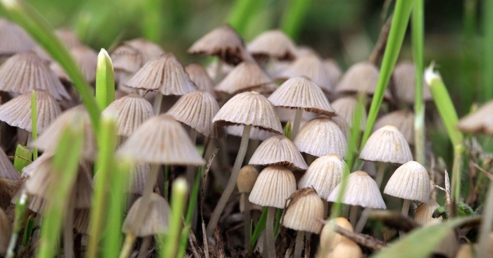 Галлюциногенные грибы