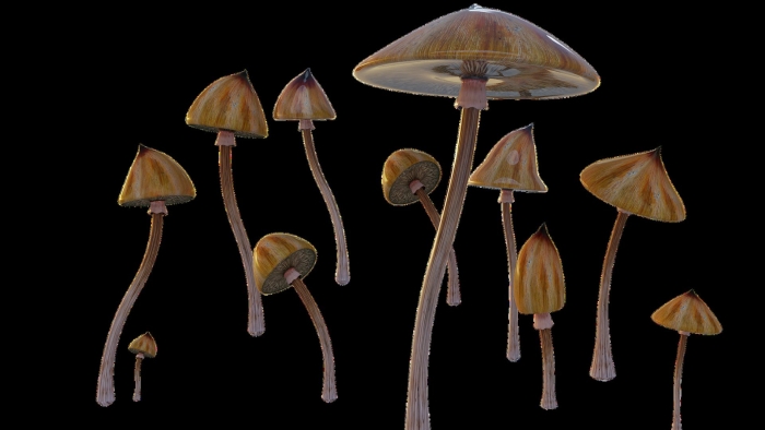 Psilocybe semilanceata