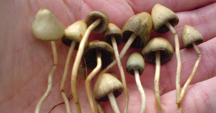 Псилоцибиновые(галлюциногенные) грибы