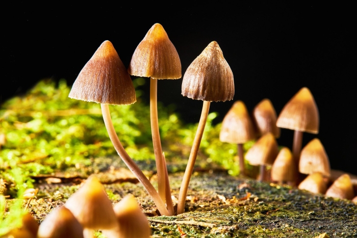 Psilocybe semilanceata