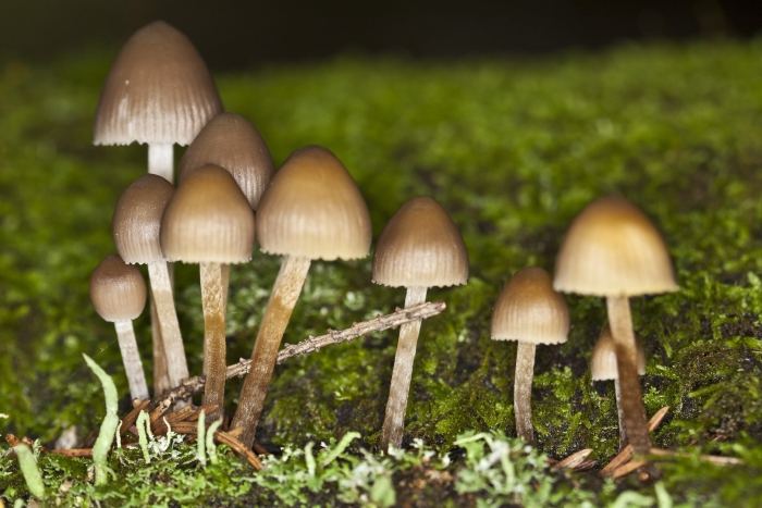 Галлюциногенные грибы psilocybe