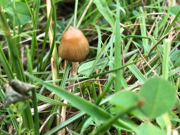 Псилоцибе семиланцеата