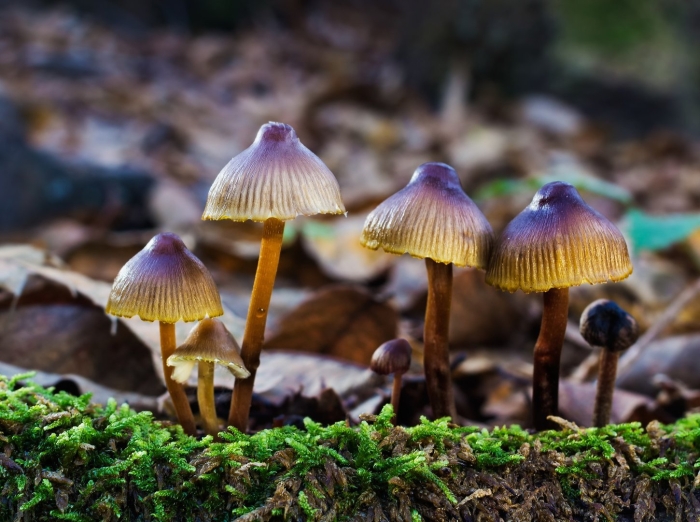 Mycena viscidocruenta