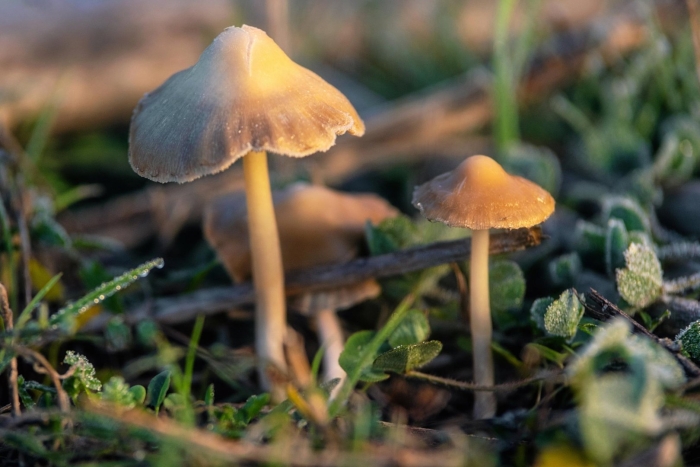 Psilocybe azurescens
