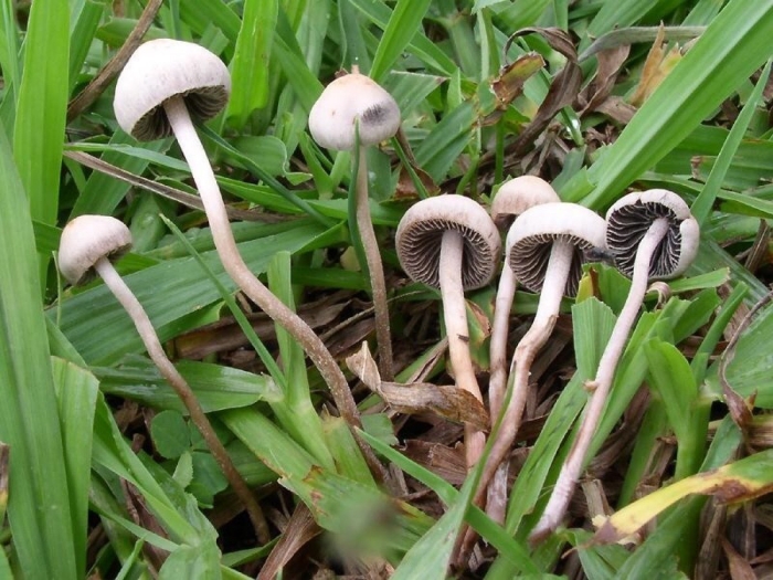 Psilocybe cyanescens гриб