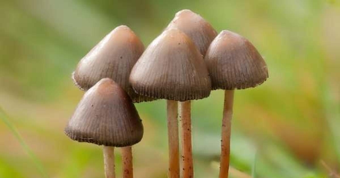 Panaeolus cinctulus