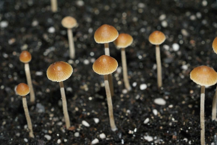 Psilocybe semperviva