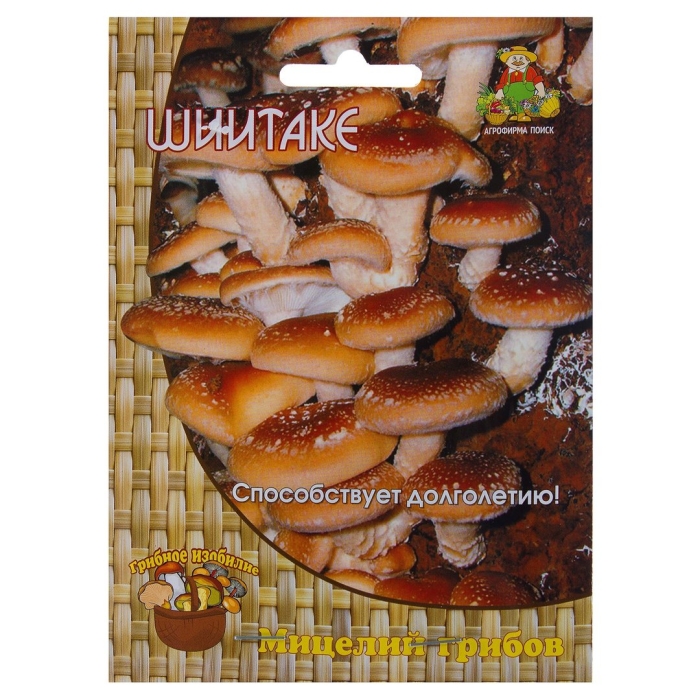 Мицелий гриба шиитаке