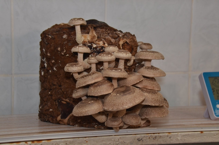 Древесные грибы шиитаке