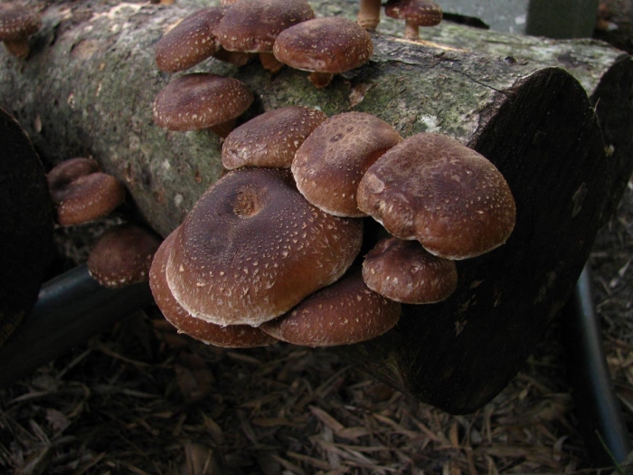 Шиитаке lentinula edodes