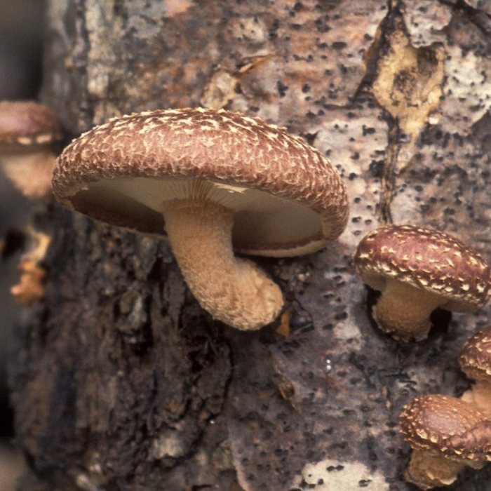 Японские грибы шиитаке