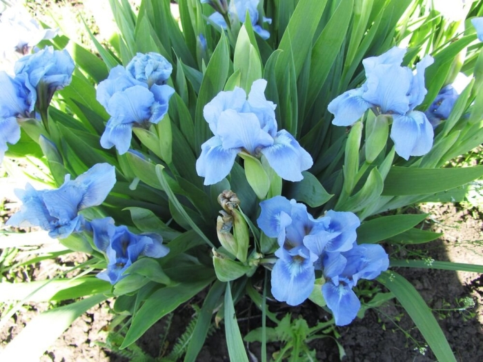 Ирис блю деним