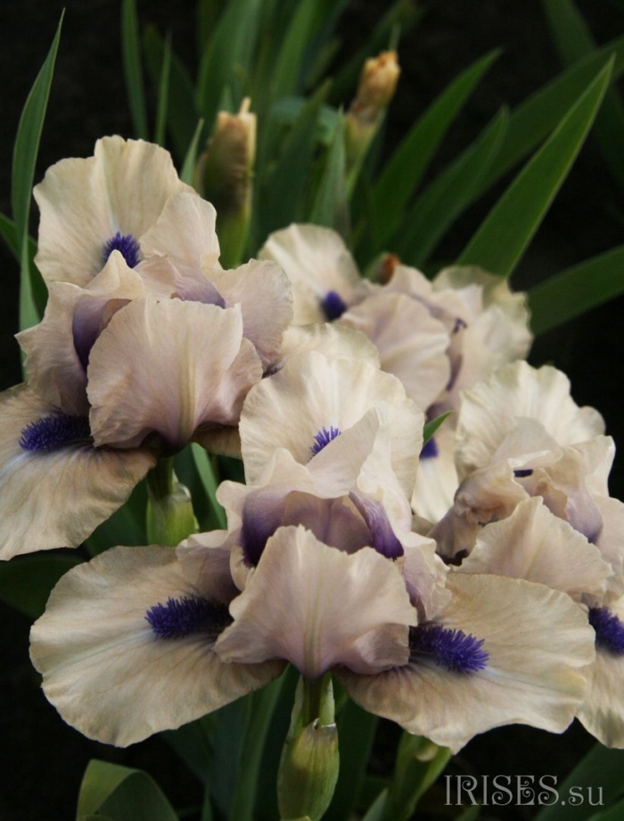 Ирис tickety boo
