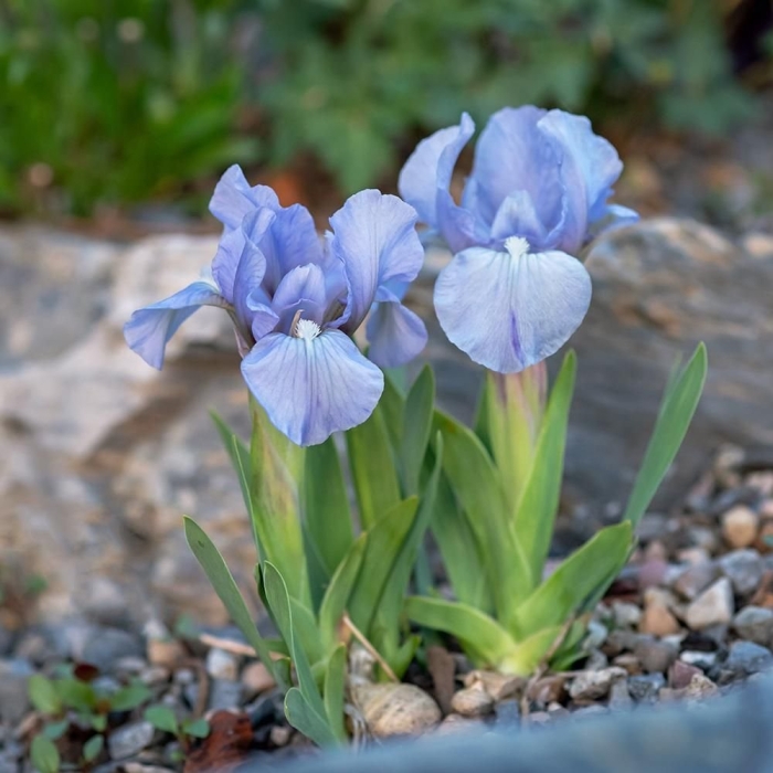 Ирис карликовый блю деним