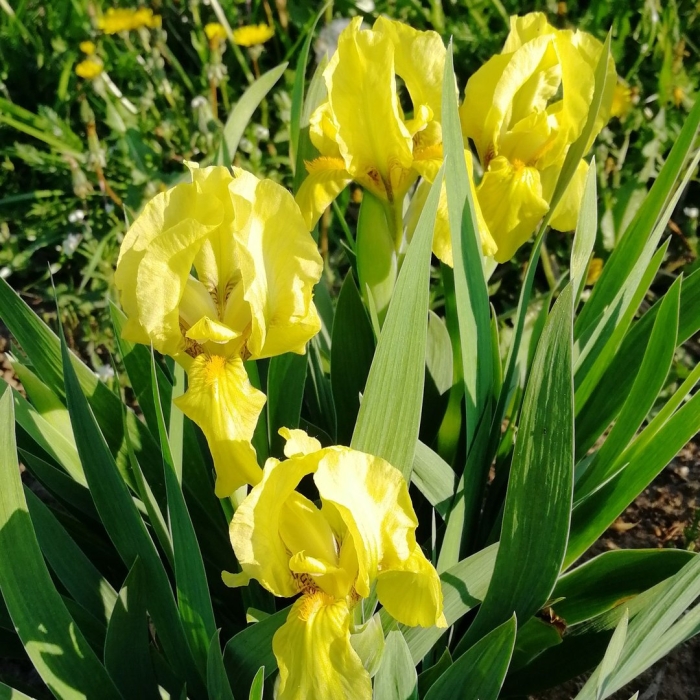 Ирис карликовый брасси