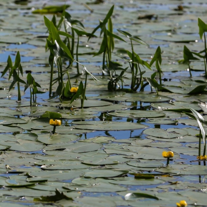 Кубышка желтая водяная лилия