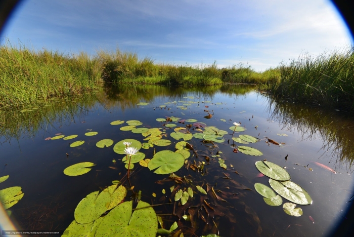 Водные растения клязьма