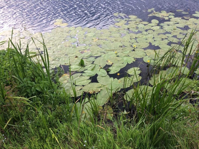 Озеро селигер кувшинки