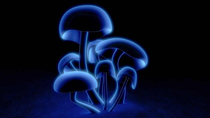 Светящиеся грибы