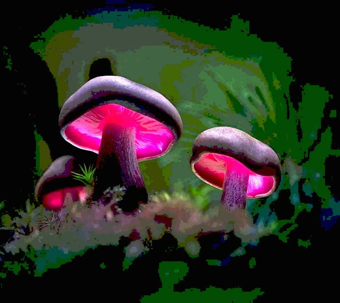 Светящиеся грибы