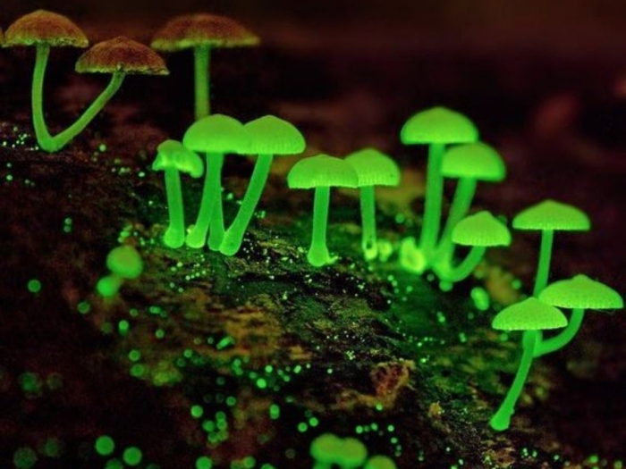 Мицена хлорофос