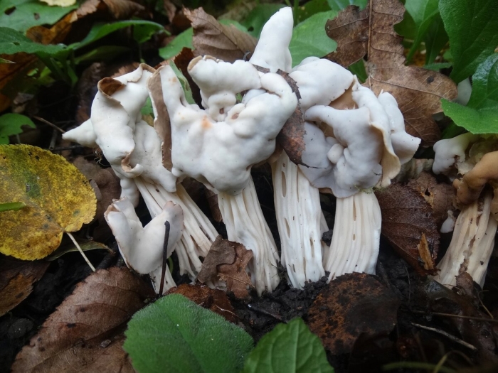 Helvella crispa