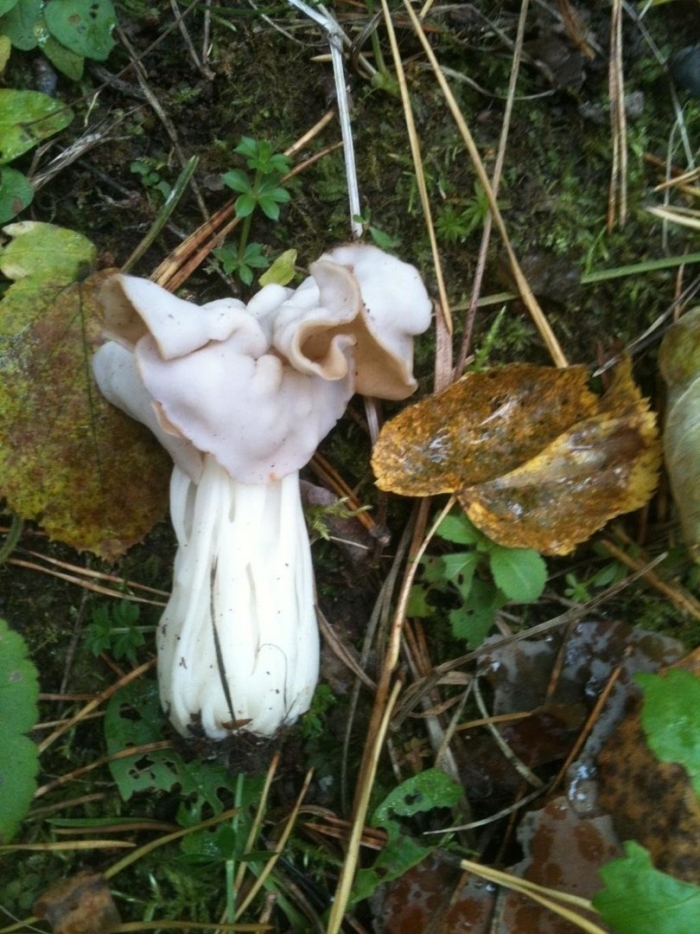 Лопастник курчавый