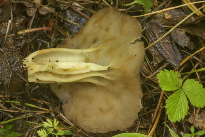 Лопастник бокальчатый