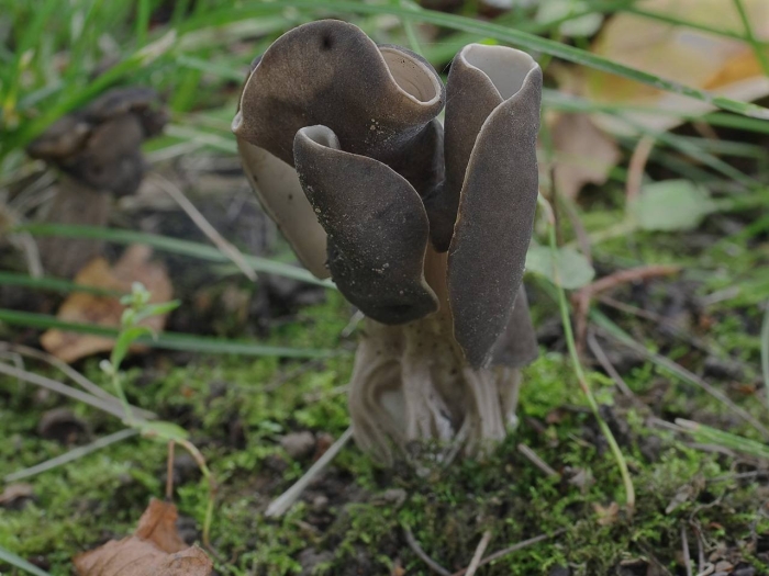 Гриб лопастник курчавый