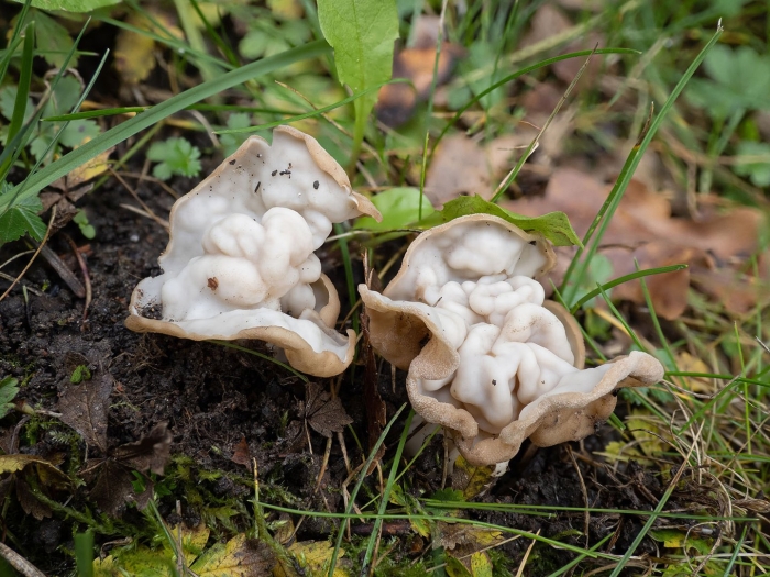 Лопастник курчавый helvella crispa