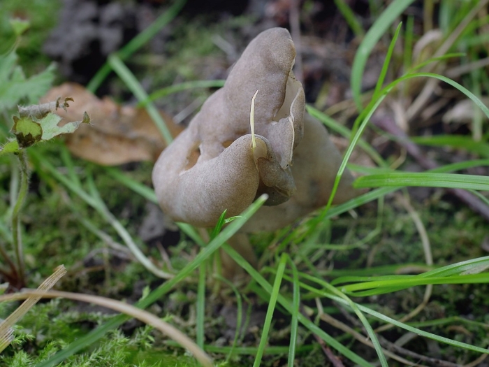 Лопастник ямчатый