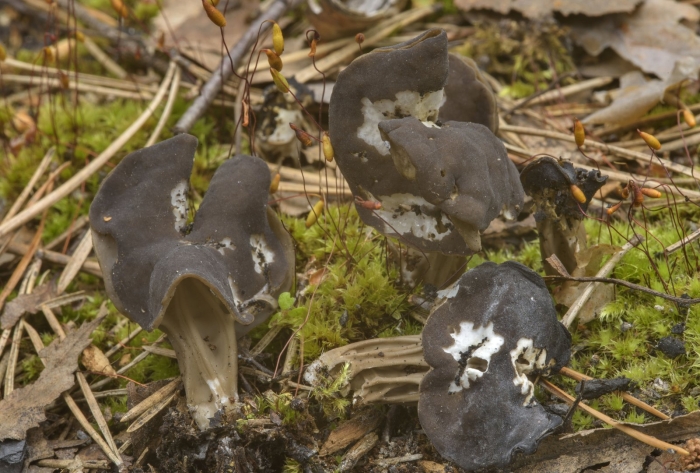 Гриб лопастник курчавый