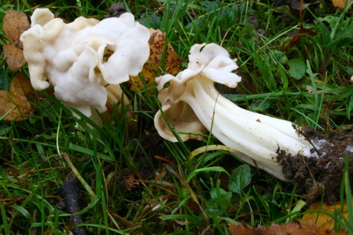 Helvella crispa