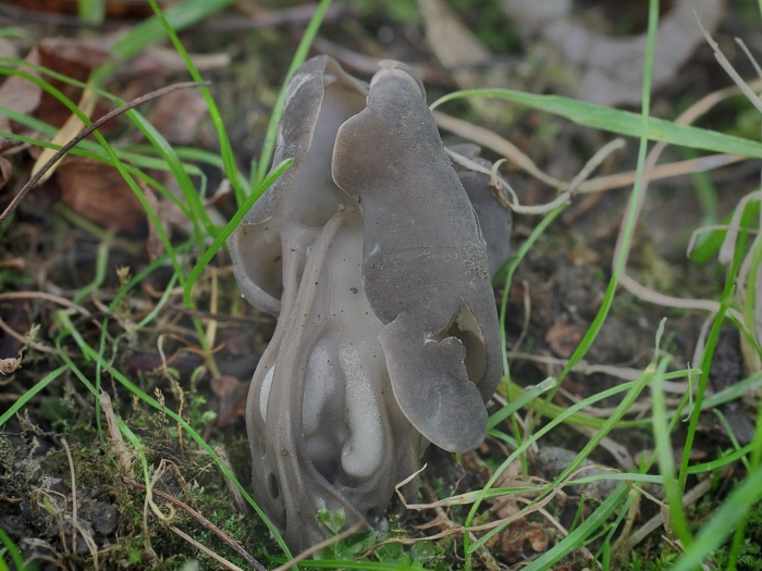 Helvella lacunosa