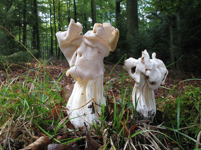 Лопастник курчавый helvella crispa
