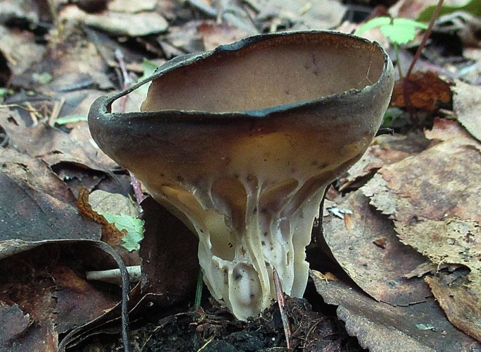 Гриб лопастник бокальчатый