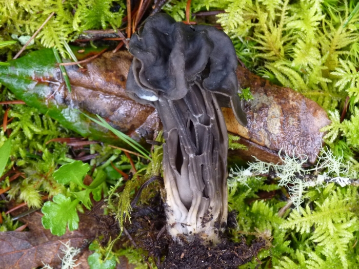 Лопастник (helvella)