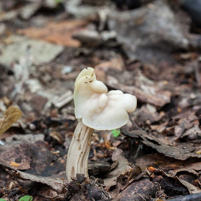 Гриб лопастник курчавый