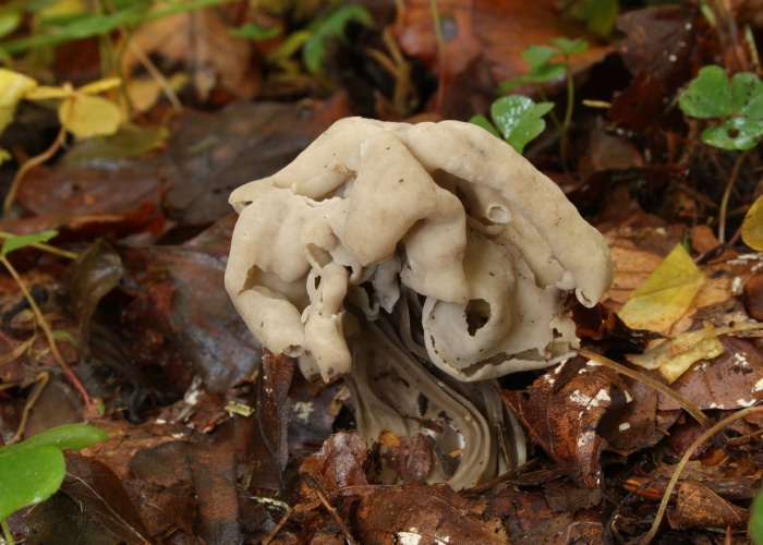 Лопастник курчавый гельвелла курчавая