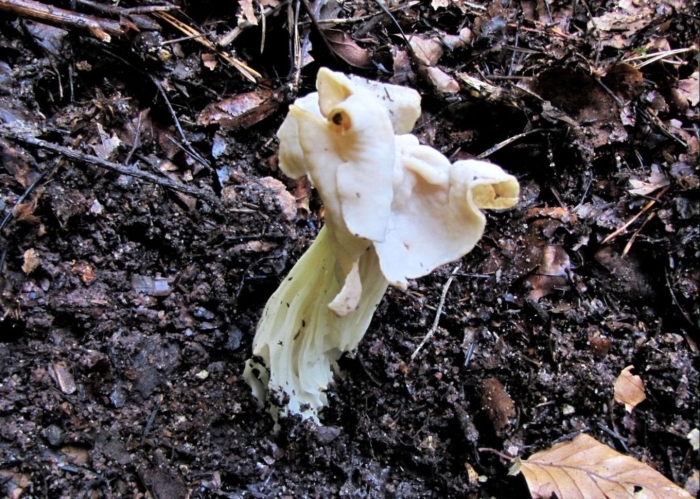 Лопастник курчавый