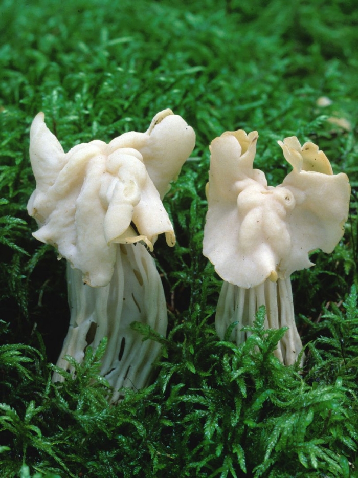 Гриб лопастник курчавый