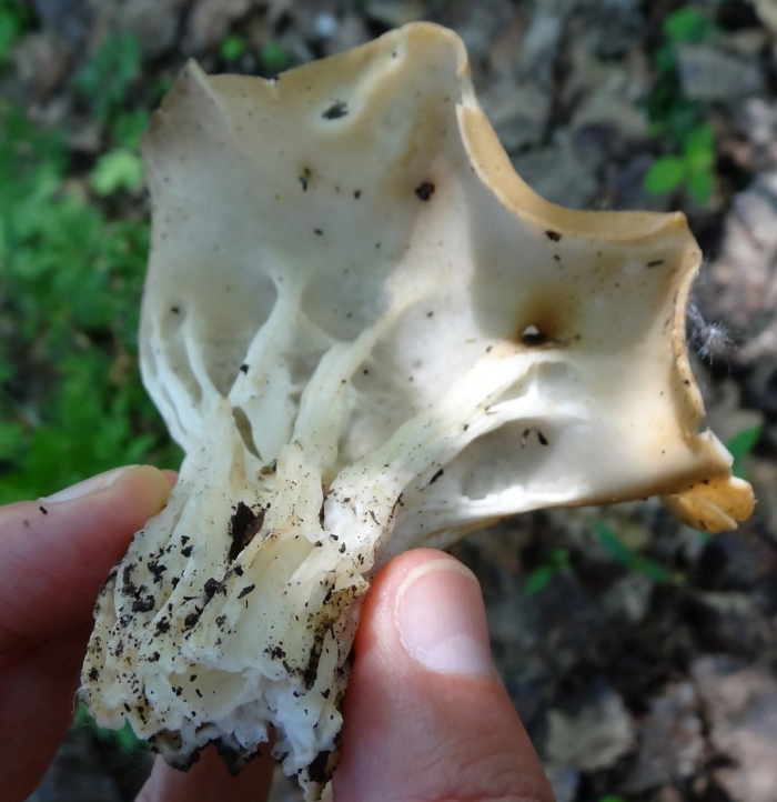 Лопастник обыкновенный