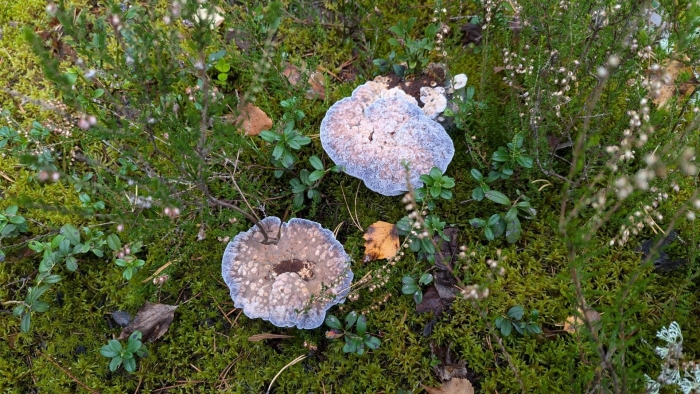 Гиднеллум пахучий