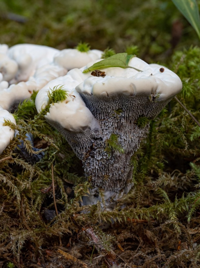 Hydnellum suaveolens