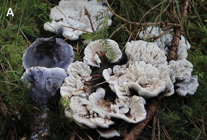 Гриб tricholoma matsutake