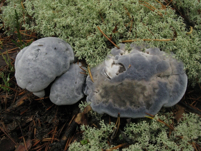 Boletopsis leucomelaena
